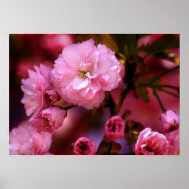 Lovely Spring Pink Cherry Blossoms Poster (Front)