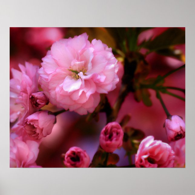 Lovely Spring Pink Cherry Blossoms Poster (Front)