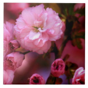 Lovely Spring Pink Cherry Blossoms Tile