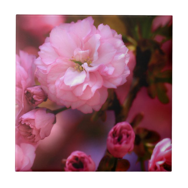 Lovely Spring Pink Cherry Blossoms Tile (Front)