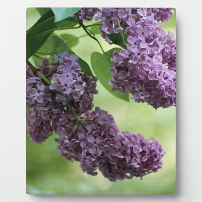 Lovely Spring Plaque (Front)