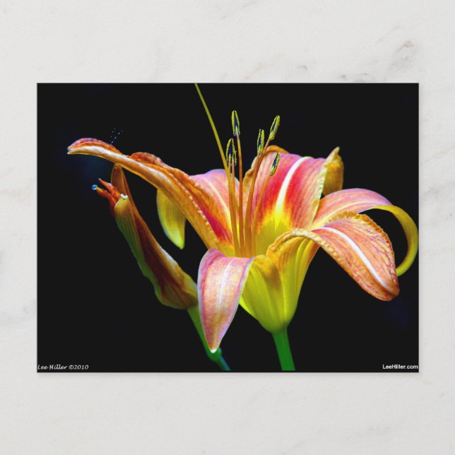 Lovely Tawny Daylily II Apparel and Gifts Postcard (Front)