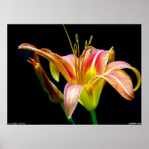 Lovely Tawny Daylily II Poster