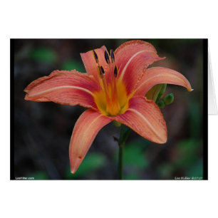 Lovely Tawny Daylily Vêtements et cadeaux