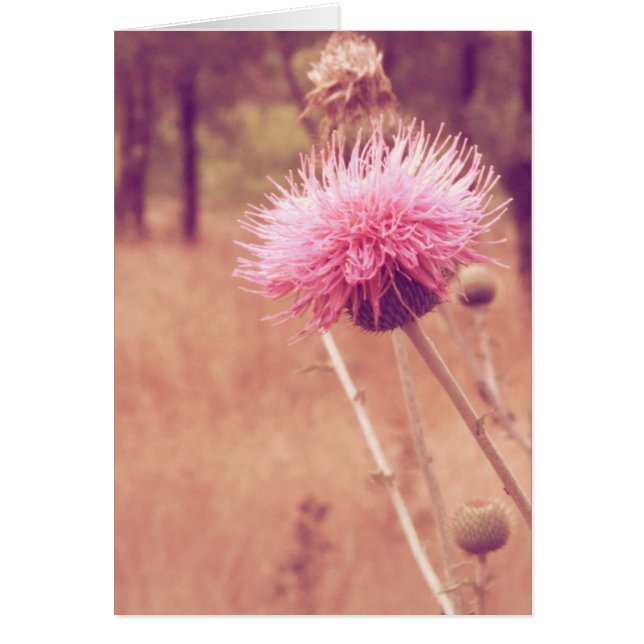 Lovely Thistle Nature Photo Blank Inside (Front)