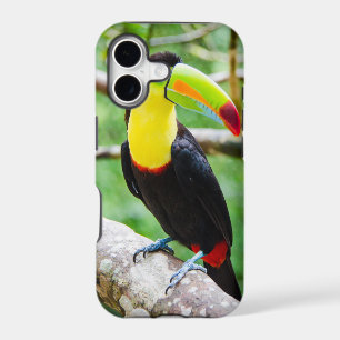 Lovely Toucan