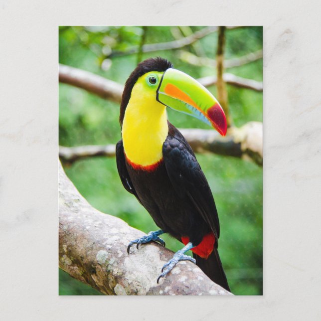 Lovely Toucan Postcard (Front)