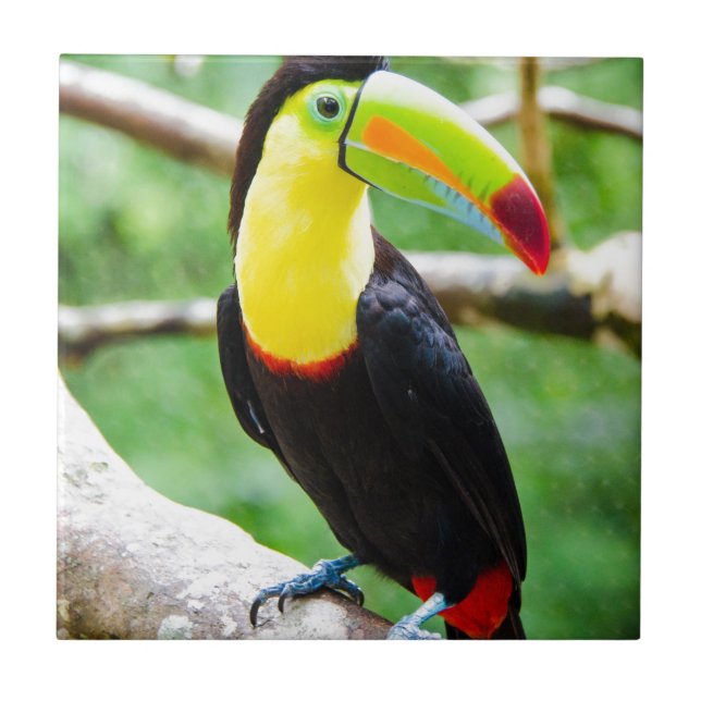 Lovely Toucan Tile (Front)