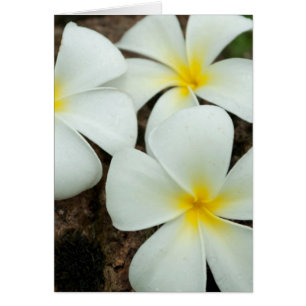 Lovely Tropical Blossoms In The South Pacific