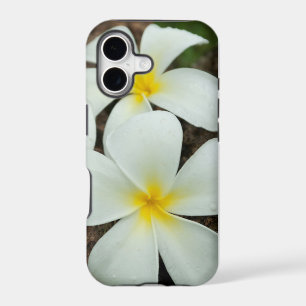 Lovely Tropical Blossoms In The South Pacific