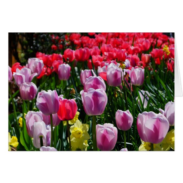 Lovely Tulips and Daffodils! (Front Horizontal)