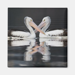 Lovely Water Pelican Reflections Magnet