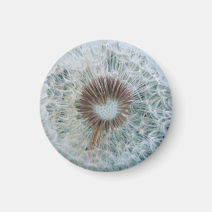 Lovely White Dandelion Magnet