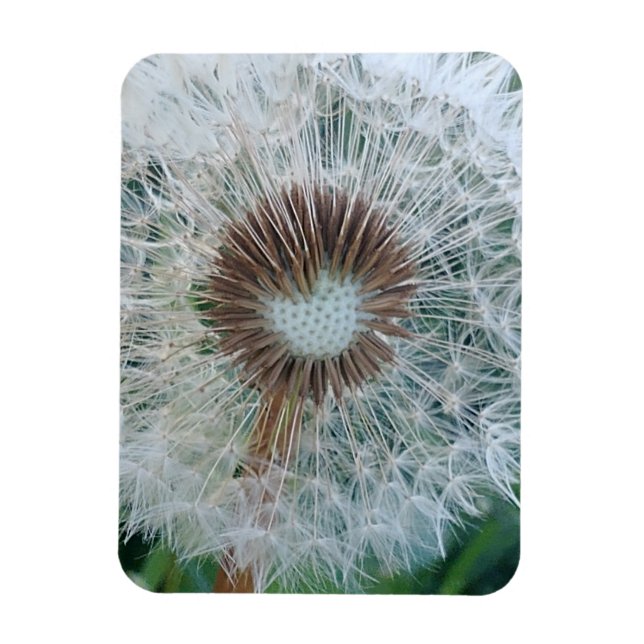 Lovely White Dandelion Magnet (Vertical)