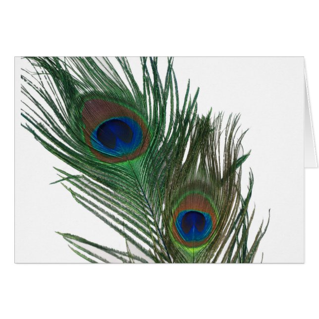 Lovely White Peacock Feather (Front Horizontal)