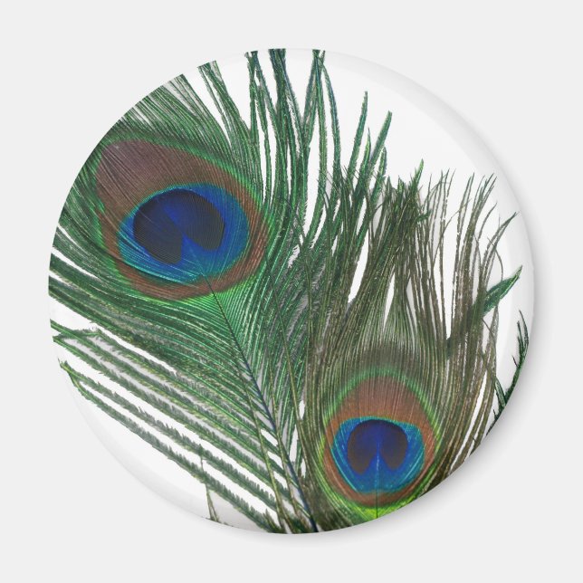 Lovely White Peacock Feather Magnet (Front)