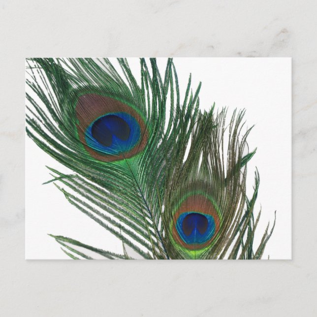 Lovely White Peacock Feather Postcard (Front)