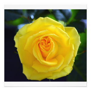 Lovely yellow rose flower photography. photo print