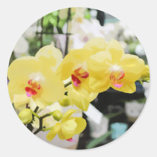 Lovely Yellow tropical Orchid Flower painting Classic Round Sticker
