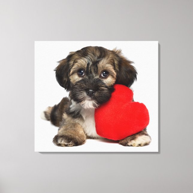 Lover Valentine Havanese Puppy Dog Canvas Print (Front)