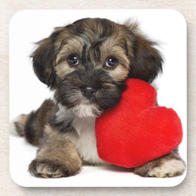 Lover Valentine Havanese Puppy Dog Coaster (Front)