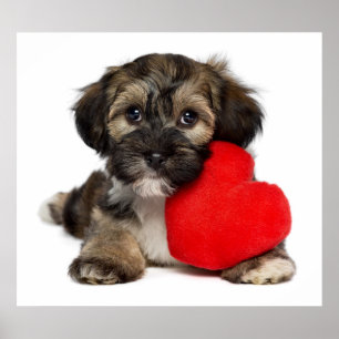 Lover Valentine Havanese Puppy Dog Poster