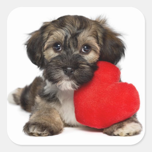 Lover Valentine Havanese Puppy Dog Square Sticker (Front)