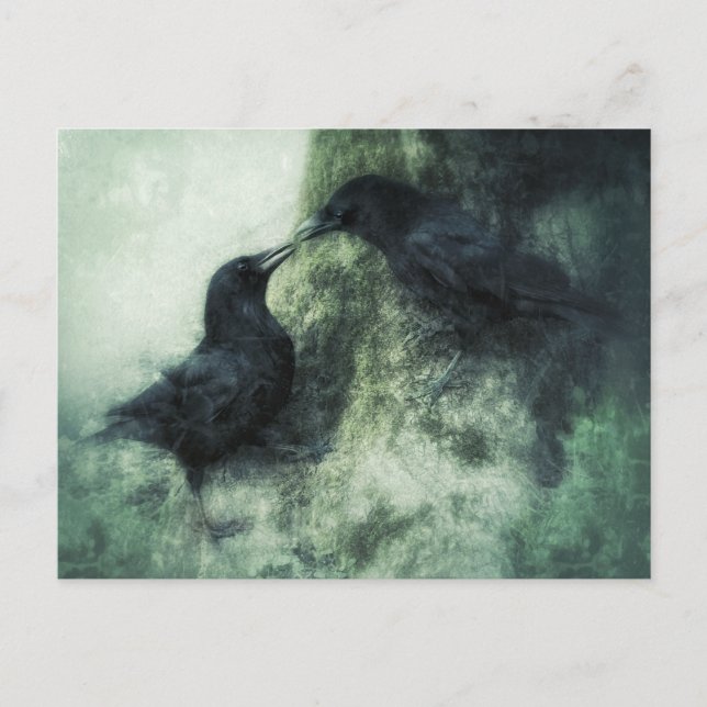 Lovers Crows Raben Birds Postcard (Front)