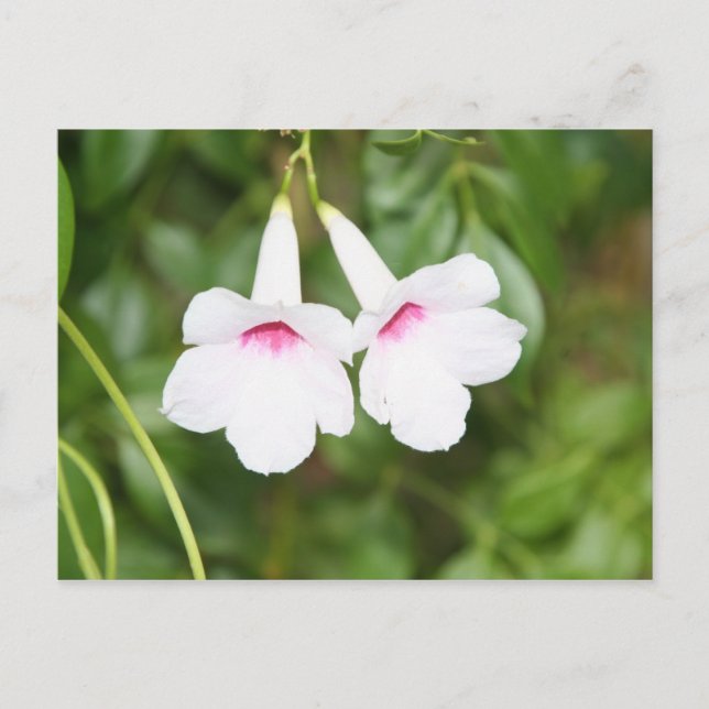Lovers Flowers Postcard (Front)