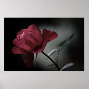 Love's Beauty Print
