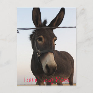 Lovin' Long Ears Postcard