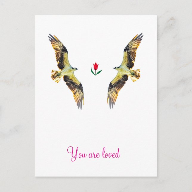 Loving birds. Ospreys  Holiday Postcard (Front)