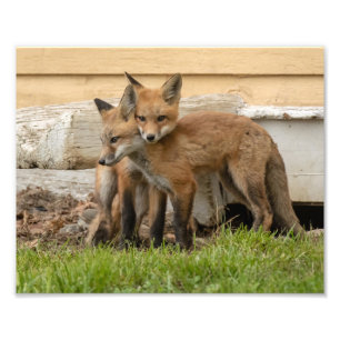 Loving Fox Kits Photo Print