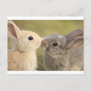 loving rabbit postcard