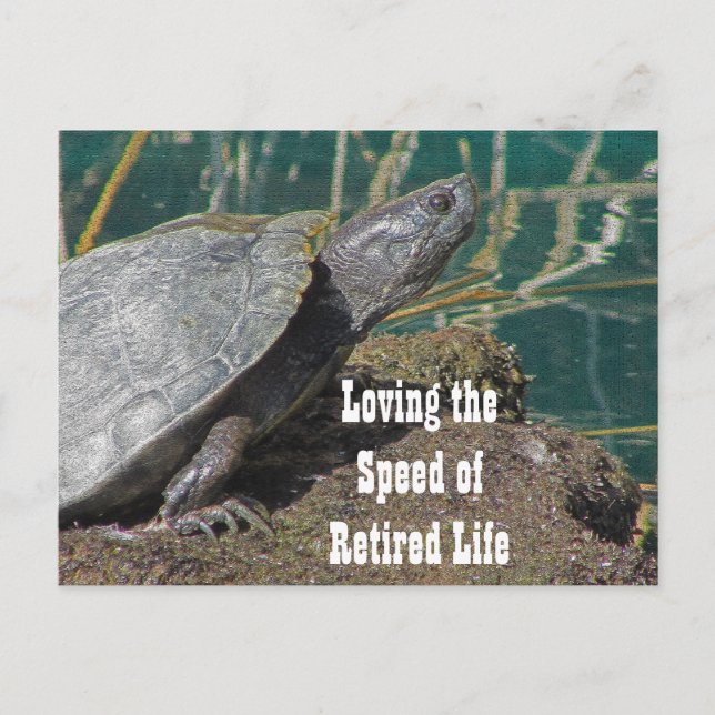Loving Retired Life Humourous Turtle Photo Funny Postcard (Front)