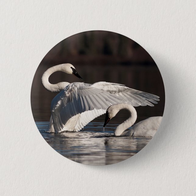 Loving Swans 2 Inch Round Button (Front)