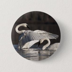 Loving Swans 2 Inch Round Button