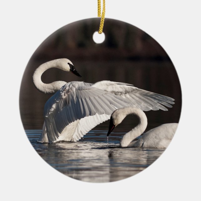Loving Swans Ceramic Ornament (Front)