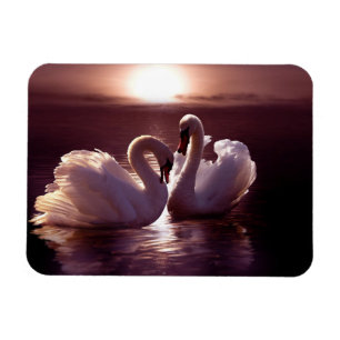 Loving Swans Forming a Heart Magnet