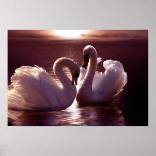 Loving Swans Forming a Heart Poster