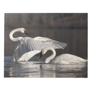 Loving Swans Notepad