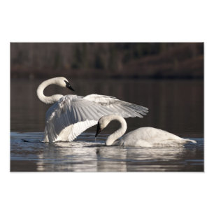 Loving Swans Photo Print