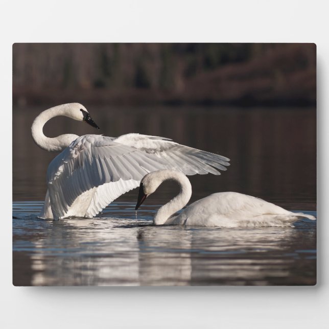 Loving Swans Plaque (Front)