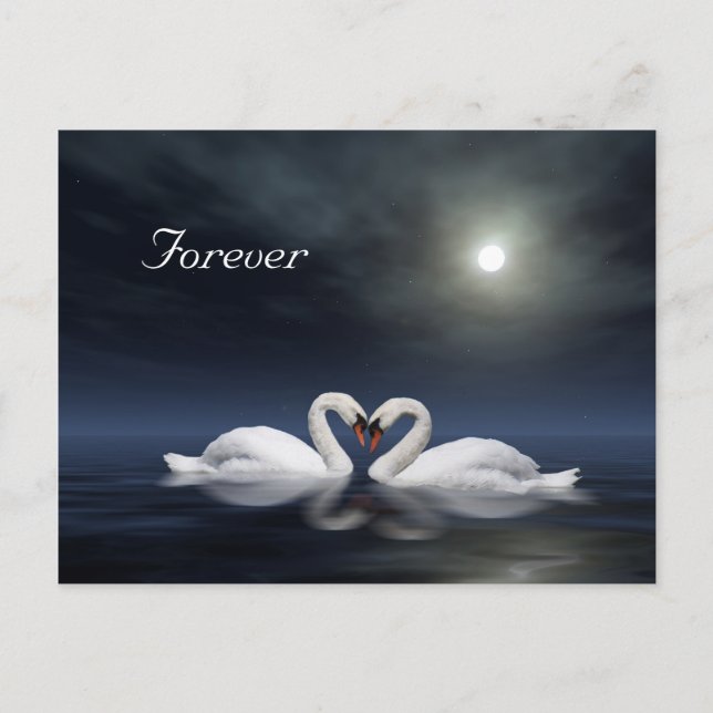 Loving swans postcard (Front)