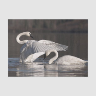 Loving Swans Tissue Paper