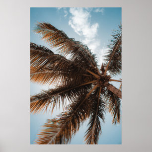 LOW-ANGLE PHOTO OF COCONUT TREE POSTER