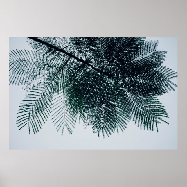 Low-angle photo of green tree poster (Front)
