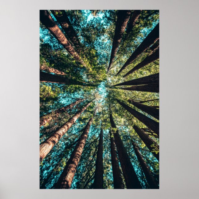 Low angle photography of trees at daytime poster (Front)