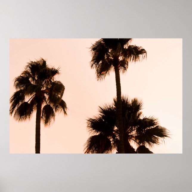 LOW-ANGLE PHOTOGRAPHY PALM PLANTS POSTER (Front)