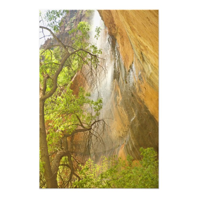 Lower Emerald Pool Waterfall Red rock and Tree Photo Print (Front)